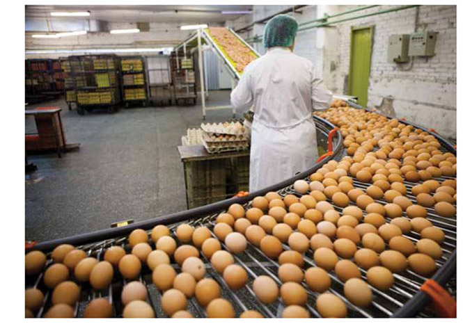 Image of Worker sorting fruit